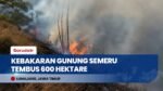 Kebakaran Hutan Gunung Semeru Meluas Capai 600 Hektare, Petugas Buat Sekat Bakar