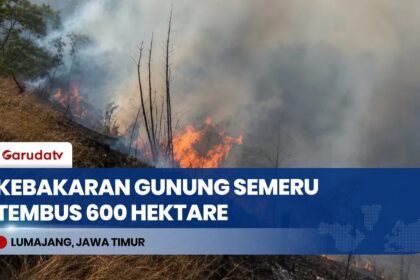 Kebakaran Hutan Gunung Semeru Meluas Capai 600 Hektare, Petugas Buat Sekat Bakar