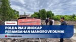 Polda Riau Tangkap Pelaku Perambahan 111 Hektare Hutan Mangrove Di Dumai Demi Kebun Sawit