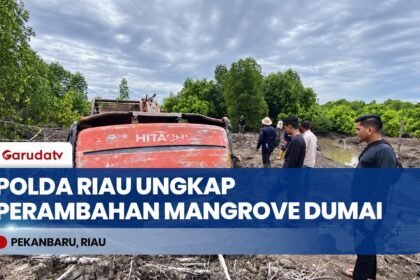 Polda Riau Tangkap Pelaku Perambahan 111 Hektare Hutan Mangrove Di Dumai Demi Kebun Sawit