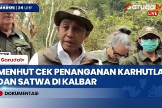 Tangani Karhutla Kalbar, Menhut Raja Antoni Tinjau Fasilitas Perawatan Orangutan Terdampak Asap