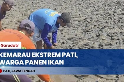 Kemarau Ekstrem di Pati, Jutaan Ikan Sapu-Sapu Muncuk Ke Permukaan Sungai Silugonggo