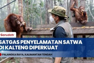 Lahan Gambut di Sepanjang Tol Cisumdawu Terbakar, Asap Pekat Ganggu Jarak Pandang Pengendara