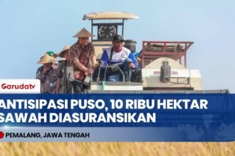 Antisipasi Risiko Puso, Pemprov Jateng Bentengi 10 Ribu Hektar Sawah dengan Asuransi Jamkrida