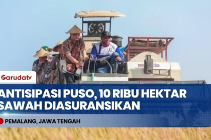 Antisipasi Risiko Puso, Pemprov Jateng Bentengi 10 Ribu Hektar Sawah dengan Asuransi Jamkrida