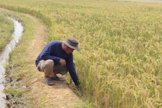 Pompa hybrid bantuan pemerintah mengalirkan air untuk menjaga produktivitas sawah petani di Kabupaten Cirebon saat musim kemarau.