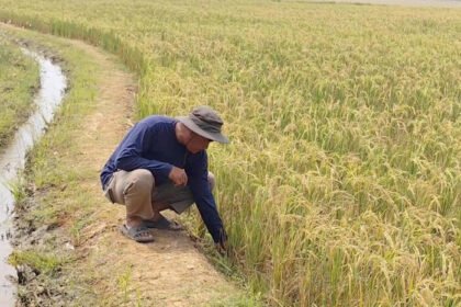 Pompa hybrid bantuan pemerintah mengalirkan air untuk menjaga produktivitas sawah petani di Kabupaten Cirebon saat musim kemarau.