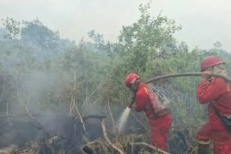 BNPB Kerahkan 59 Armada Udara untuk Tangani Karhutla, Titik Panas Papua Turun 94 Persen