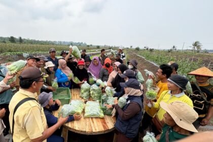 Bebas dari Jerat Fluktuasi Harga, Petani Transmigran Bangka Selatan Resmi Pasok Sayur Organik ke SPPG