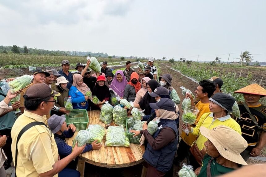 Bebas dari Jerat Fluktuasi Harga, Petani Transmigran Bangka Selatan Resmi Pasok Sayur Organik ke SPPG