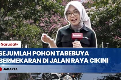 Viral di TikTok dan Instagram, Warga Berbondong-bondong Swafoto di Bawah Pohon Tabebuya Cikini