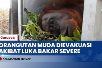 Imbas Karhutla Kalteng: Habitat Rusak, Puluhan Satwa Liar Dievakuasi