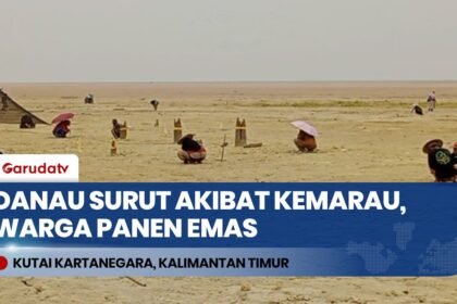FENOMENA LANGKA! Danau Semayang Mengering Akibat Kemarau, Warga Berbondong Keruk Emas