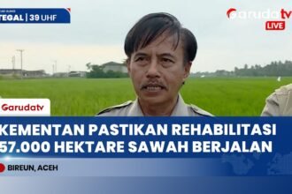 Kementan Tangani 57.000 Hektare Sawah Terdampak Bencana di Aceh, Sisa 3.000 Hektare Segera Rampung