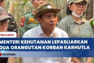 Menteri Kehutanan Lepasliarkan Dua Orangutan Korban Karhutla ke Hutan Ketapang
