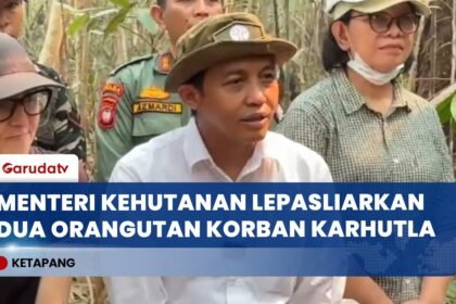 Menteri Kehutanan Lepasliarkan Dua Orangutan Korban Karhutla ke Hutan Ketapang