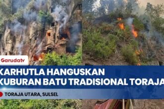 Karhutla Hanguskan Kuburan Batu Tradisional Toraja Utara, Peti Jenazah Leluhur Ikut Terbakar