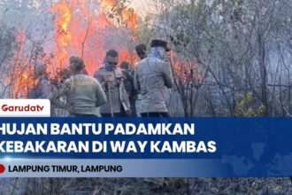 Hujan Bantu Padamkan Kebakaran di Taman Nasional Way Kambas, Petugas Gabungan Tetap Siaga di Lokasi