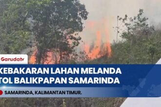 Kebakaran Lahan Melanda Area Tol Balikpapan Samarinda, 3 Sampai 4 Hektare Hangus Terbakar