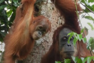 Pemerintah menyelamatkan 232 satwa liar terdampak karhutla hingga 8 Oktober 2026 dan memperkuat pemadaman di Taman Nasional Tanjung Puting.