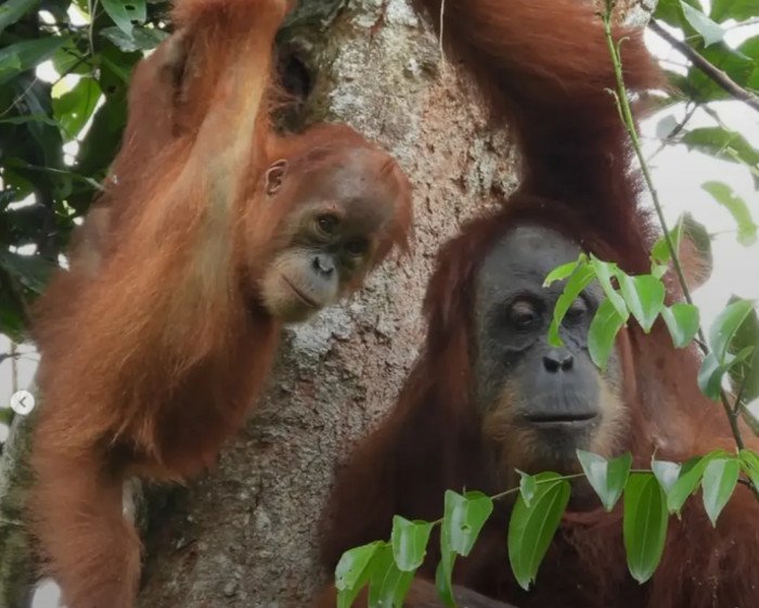 Pemerintah menyelamatkan 232 satwa liar terdampak karhutla hingga 8 Oktober 2026 dan memperkuat pemadaman di Taman Nasional Tanjung Puting.