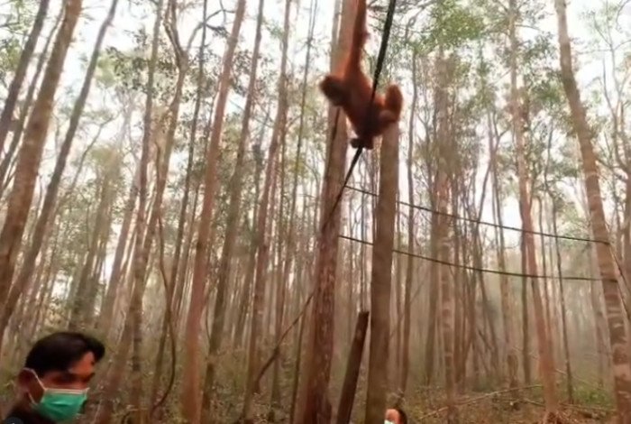 Karhutla Kalteng Ancam Orangutan, Baharkam Polri Siapkan Tim SAR untuk Evakuasi Satwa 2 Karhutla Kalteng Ancam Orangutan, Baharkam Polri Siapkan Tim SAR untuk Evakuasi Satwa