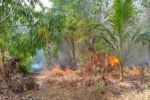 Karhutla melanda empat wilayah di Sulawesi Utara dan Sulawesi Selatan dengan total sekitar 29,5 hektare lahan terbakar.