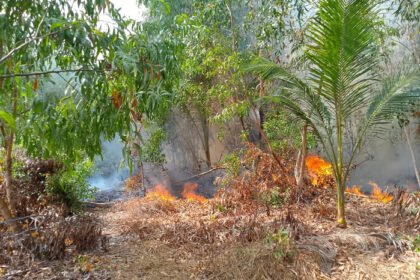 Karhutla melanda empat wilayah di Sulawesi Utara dan Sulawesi Selatan dengan total sekitar 29,5 hektare lahan terbakar.