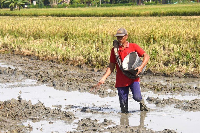 Dua Tahun Presiden Prabowo: Harga Pupuk Subsidi Turun 20 Persen, NTP Petani Meningkat 4 Dua Tahun Presiden Prabowo: Harga Pupuk Subsidi Turun 20 Persen, NTP Petani Meningkat