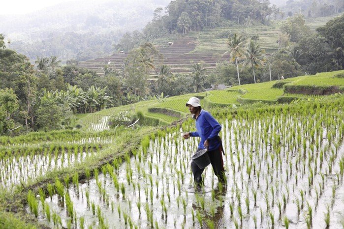 Dua Tahun Presiden Prabowo: Harga Pupuk Subsidi Turun 20 Persen, NTP Petani Meningkat 3 Dua Tahun Presiden Prabowo: Harga Pupuk Subsidi Turun 20 Persen, NTP Petani Meningkat